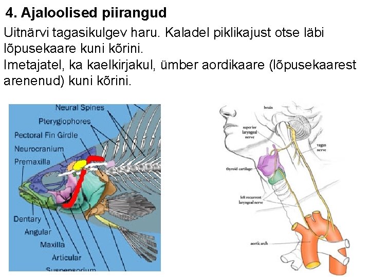 4. Ajaloolised piirangud Uitnärvi tagasikulgev haru. Kaladel piklikajust otse läbi lõpusekaare kuni kõrini. Imetajatel,