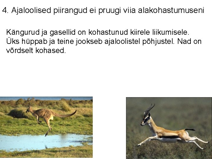 4. Ajaloolised piirangud ei pruugi viia alakohastumuseni Kängurud ja gasellid on kohastunud kiirele liikumisele.