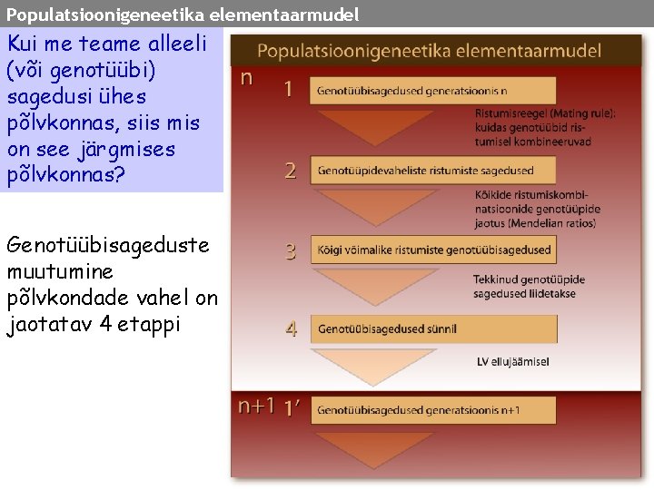 Populatsioonigeneetika elementaarmudel Kui me teame alleeli (või genotüübi) sagedusi ühes põlvkonnas, siis mis on