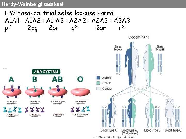 Hardy-Weinbergi tasakaal HW tasakaal trialleelse lookuse korral A 1 A 1 : A 1