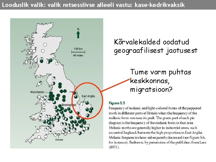 Looduslik valik: valik retsessiivse alleeli vastu: kase-kedrikvaksik Kõrvalekalded oodatud geograafilisest jaotusest Tume vorm puhtas