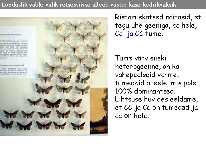 Looduslik valik: valik retsessiivse alleeli vastu: kase-kedrikvaksik Ristamiskatsed näitasid, et tegu ühe geeniga, cc