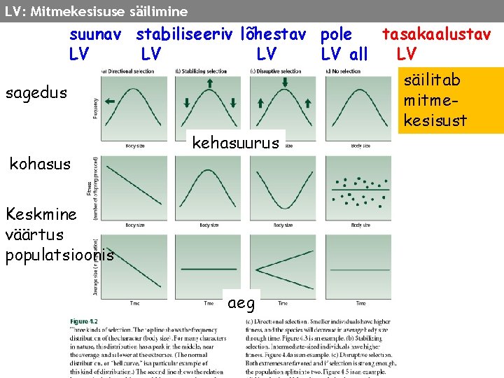 LV: Mitmekesisuse säilimine suunav stabiliseeriv lõhestav pole tasakaalustav LV LV all LV sagedus kohasus