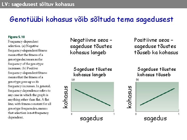 LV: sagedusest sõltuv kohasus Genotüübi kohasus võib sõltuda tema sagedusest Negatiivne seos – sageduse