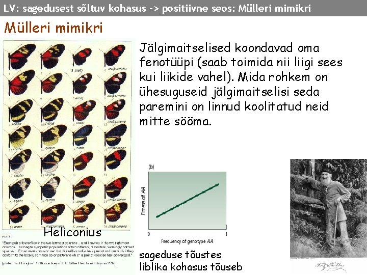 LV: sagedusest sõltuv kohasus -> positiivne seos: Mülleri mimikri Jälgimaitselised koondavad oma fenotüüpi (saab