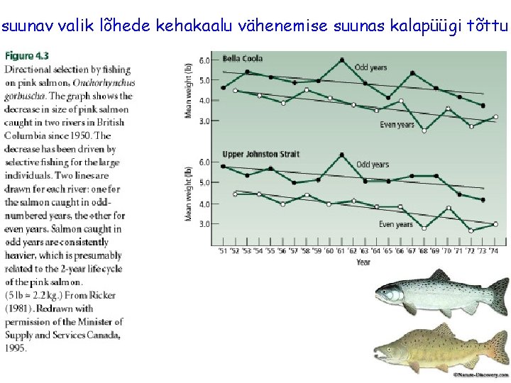 suunav valik lõhede kehakaalu vähenemise suunas kalapüügi tõttu 