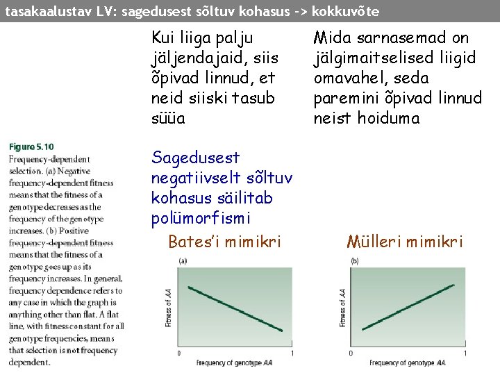 tasakaalustav LV: sagedusest sõltuv kohasus -> kokkuvõte Kui liiga palju jäljendajaid, siis õpivad linnud,