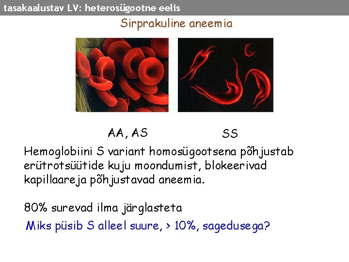 tasakaalustav LV: heterosügootne eelis Sirprakuline aneemia AA, AS SS Hemoglobiini S variant homosügootsena põhjustab