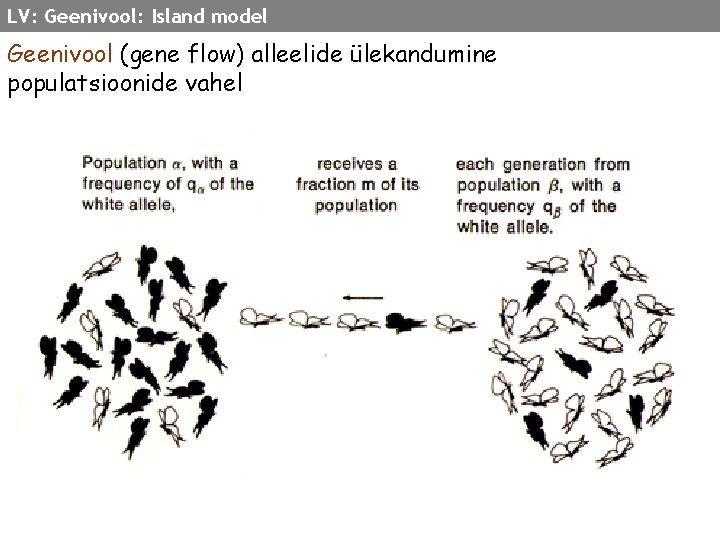 LV: Geenivool: Island model Geenivool (gene flow) alleelide ülekandumine populatsioonide vahel 