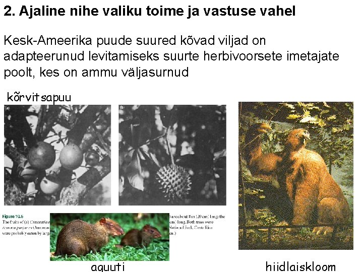 2. Ajaline nihe valiku toime ja vastuse vahel Kesk-Ameerika puude suured kõvad viljad on