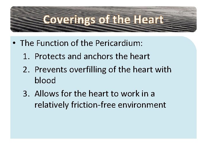 Coverings of the Heart • The Function of the Pericardium: 1. Protects and anchors