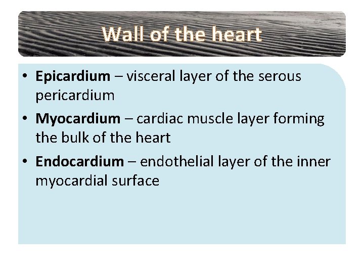 Wall of the heart • Epicardium – visceral layer of the serous pericardium •