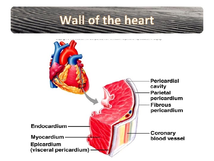 Wall of the heart 