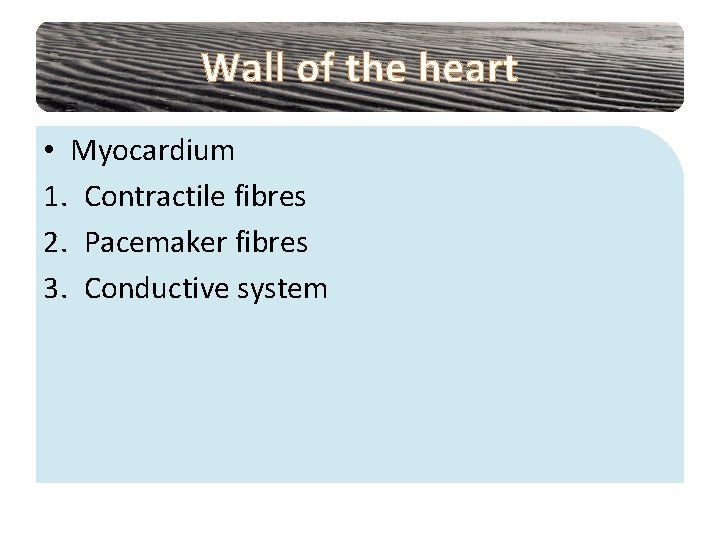 Wall of the heart • Myocardium 1. Contractile fibres 2. Pacemaker fibres 3. Conductive