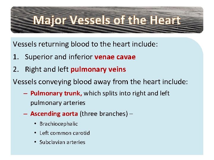 Major Vessels of the Heart Vessels returning blood to the heart include: 1. Superior