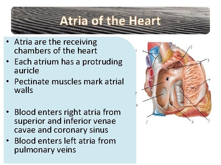 Atria of the Heart • Atria are the receiving chambers of the heart •