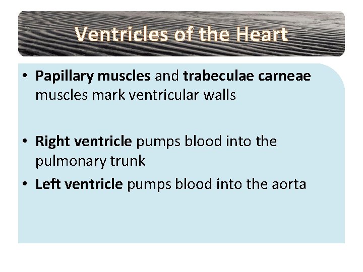 Ventricles of the Heart • Papillary muscles and trabeculae carneae muscles mark ventricular walls