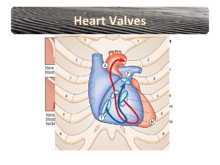 Heart Valves 