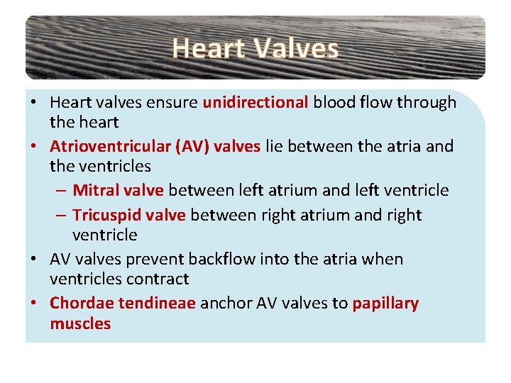 Heart Valves • Heart valves ensure unidirectional blood flow through the heart • Atrioventricular
