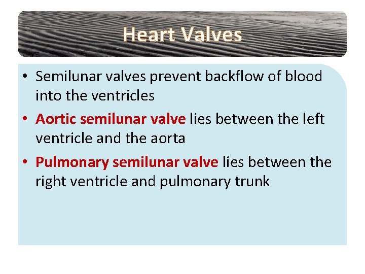 Heart Valves • Semilunar valves prevent backflow of blood into the ventricles • Aortic