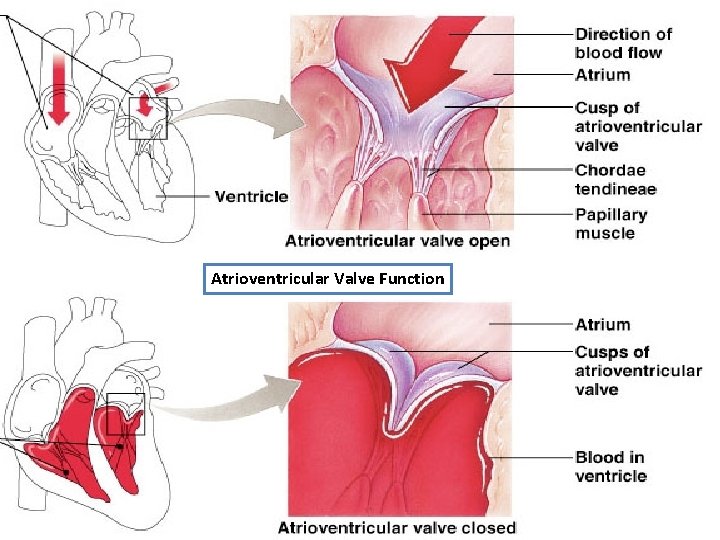 Atrioventricular Valve Function 