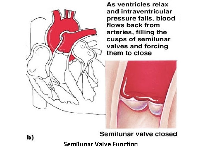 Semilunar Valve Function 