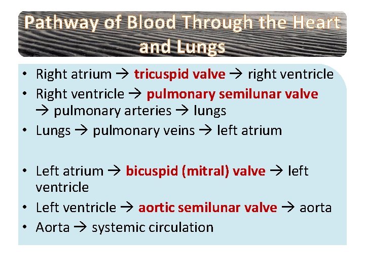 Pathway of Blood Through the Heart and Lungs • Right atrium tricuspid valve right