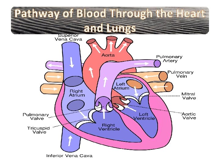 Pathway of Blood Through the Heart and Lungs 