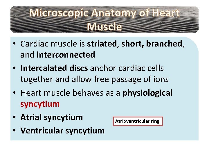 Microscopic Anatomy of Heart Muscle • Cardiac muscle is striated, short, branched, and interconnected