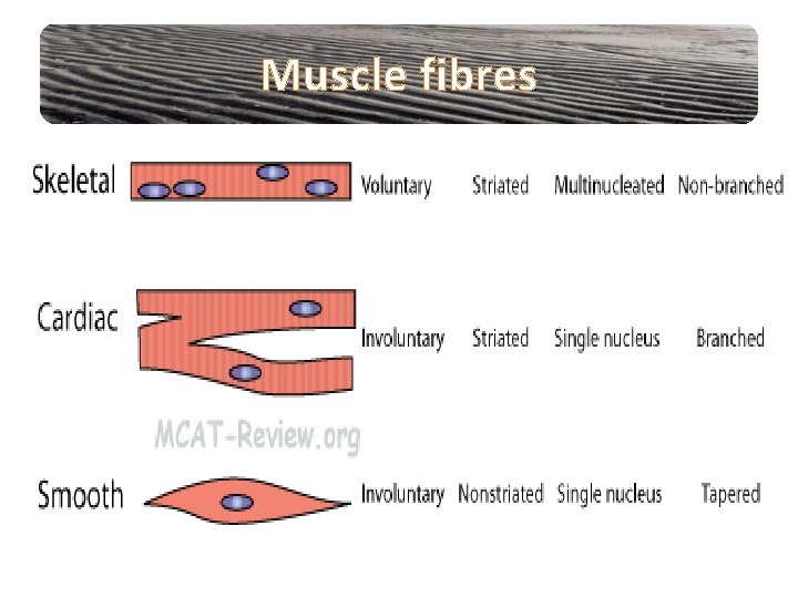 Muscle fibres 