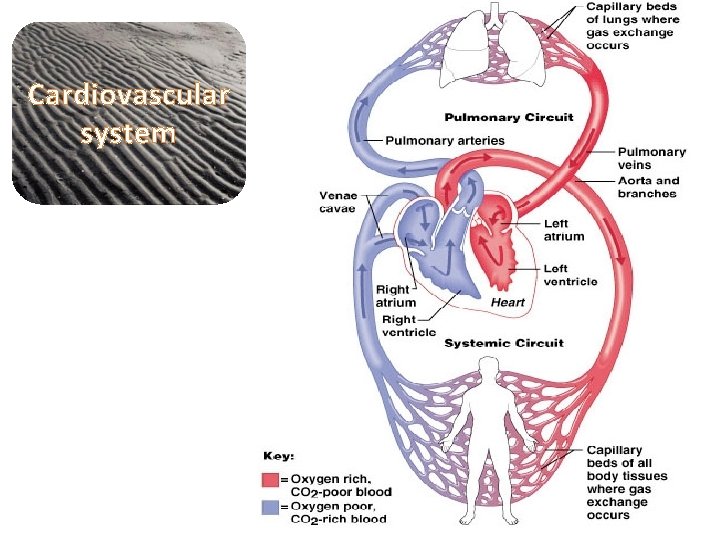 Cardiovascular system 