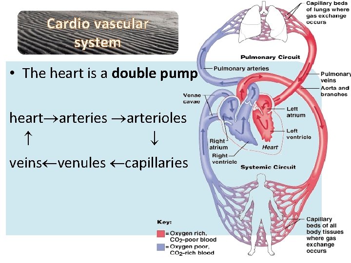 Cardio vascular system • The heart is a double pump heart arteries arterioles veins