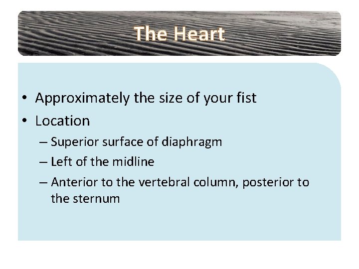 The Heart • Approximately the size of your fist • Location – Superior surface