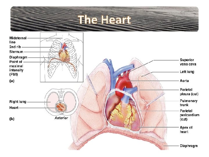 The Heart 