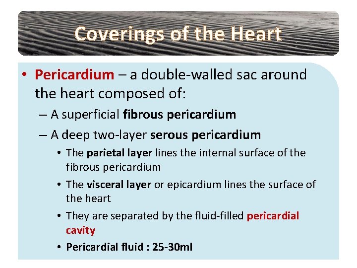Coverings of the Heart • Pericardium – a double-walled sac around the heart composed