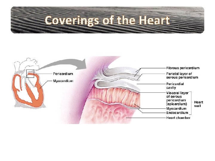 Coverings of the Heart 