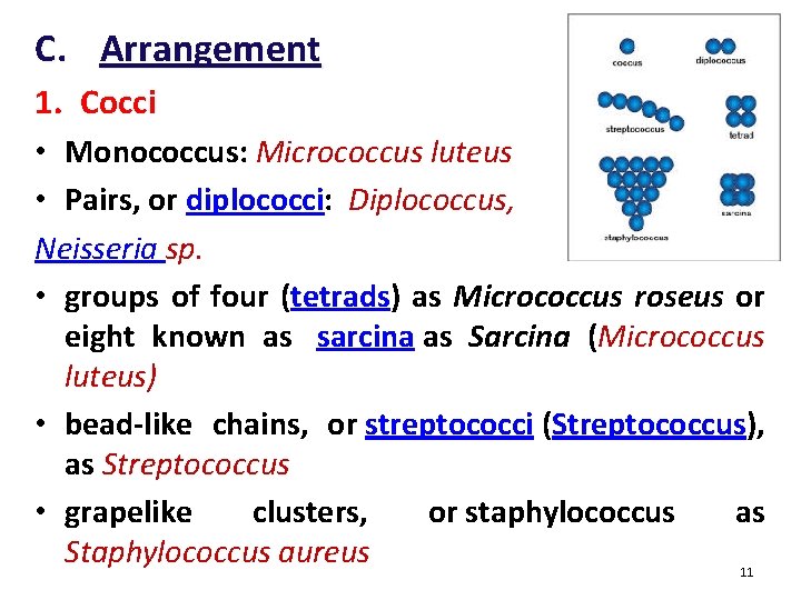 C. Arrangement 1. Cocci • Monococcus: Micrococcus luteus : • Pairs, or diplococci: Diplococcus,