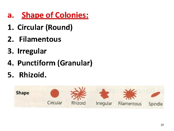 a. Shape of Colonies: 1. 2. 3. 4. 5. Circular (Round) Filamentous Irregular Punctiform