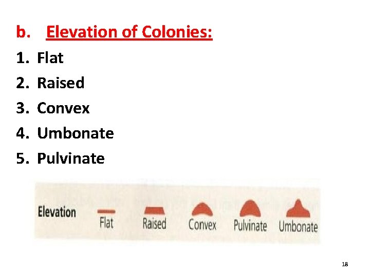 b. Elevation of Colonies: 1. 2. 3. 4. 5. Flat Raised Convex Umbonate Pulvinate