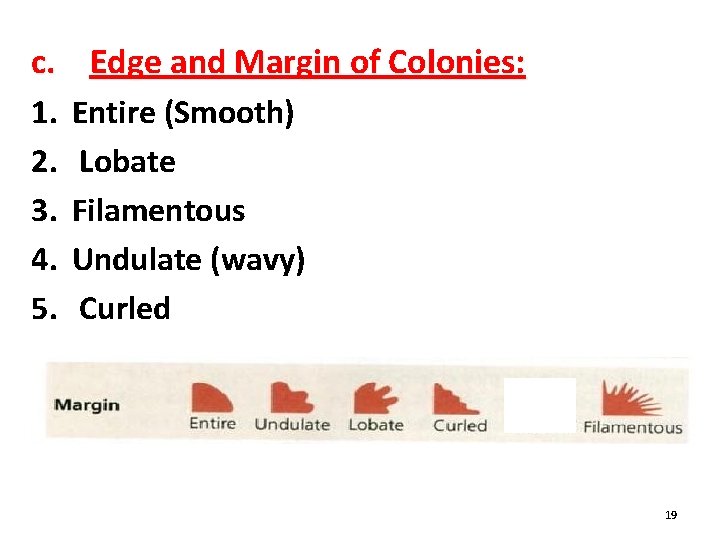 c. Edge and Margin of Colonies: 1. 2. 3. 4. 5. Entire (Smooth) Lobate
