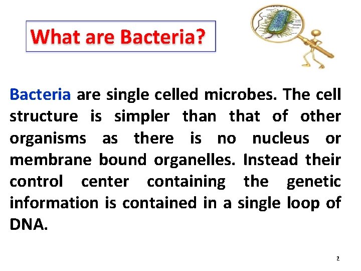 What are Bacteria? Bacteria are single celled microbes. The cell structure is simpler than