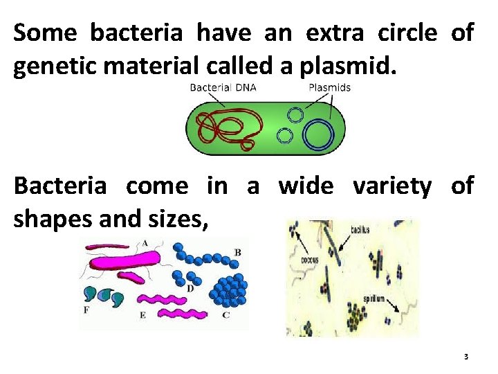 Some bacteria have an extra circle of genetic material called a plasmid. Bacteria come