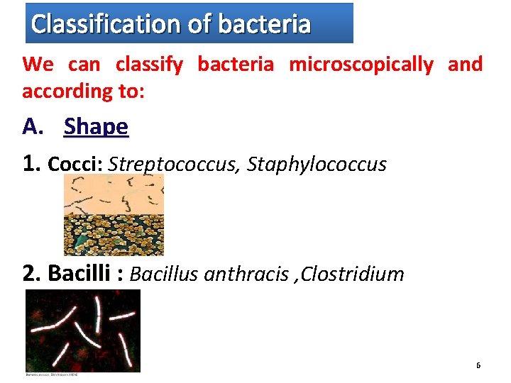 Classification of bacteria We can classify bacteria microscopically and according to: A. Shape 1.