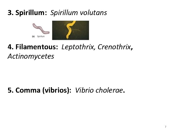 3. Spirillum: Spirillum volutans : 4. Filamentous: Leptothrix, Crenothrix , . Filamentous: Actinomycetes 5.