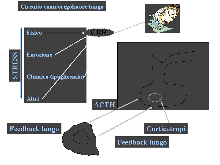 Circuito controregolatore lungo STRESS Fisico CRH Emozione Chimico (ipoglicemia) Altri Feedback lungo ACTH Corticotropi