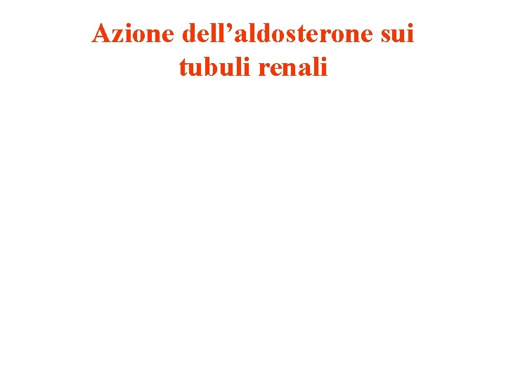 Azione dell’aldosterone sui tubuli renali 