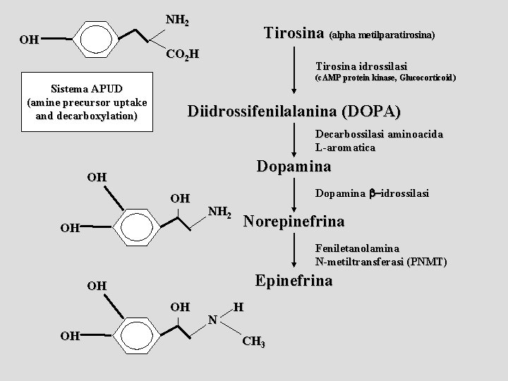 NH 2 OH Tirosina (alpha metilparatirosina) CO 2 H Sistema APUD (amine precursor uptake