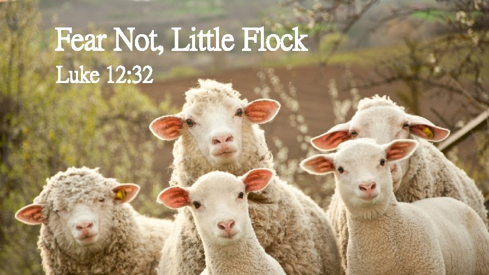 Fear Not, Little Flock Luke 12: 32 