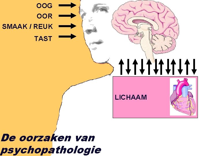 OOG OOR SMAAK / REUK TAST De oorzaken van psychopathologie LICHAAM 