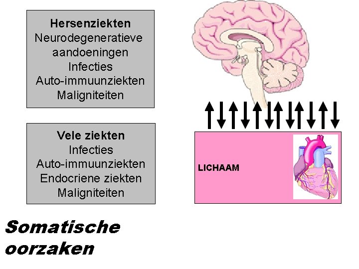 Hersenziekten Neurodegeneratieve aandoeningen Infecties Auto-immuunziekten Maligniteiten Vele ziekten Infecties Auto-immuunziekten Endocriene ziekten Maligniteiten Somatische